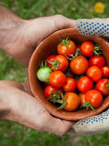 tomater i en skål, två händer håller i skålen, en bär vantar