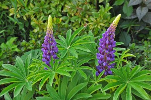 Lupine