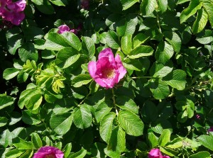 Flower Rosa rugosa