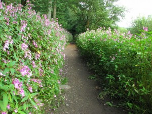 Balsam plantation