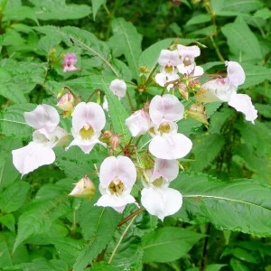 Balsamin white flowers