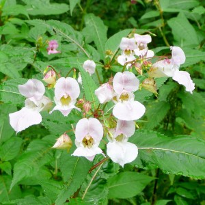 Photo: Jonathan Billinger, commons.wikimedia.org CC BY-SA 2.0 Balsamin white flowers