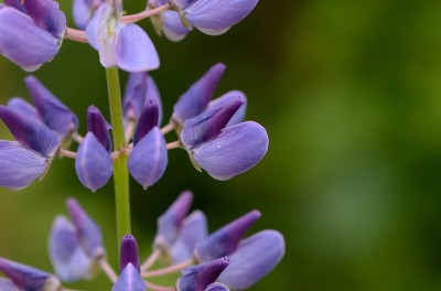 Lupine