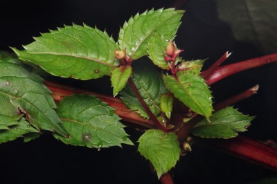 Photo: Ryan Hodnett, commons.wikimedia.org CC BY-SA 4.0 Balsamin_leaves