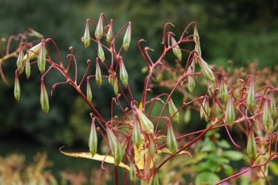 Photo: Philip Halling, commons.wikimedia.org CC BY-SA 2.0 Balsamin_seed_pods