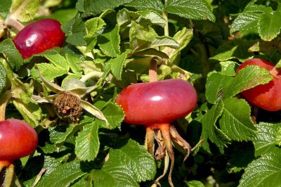 Rosa rugosa fruit