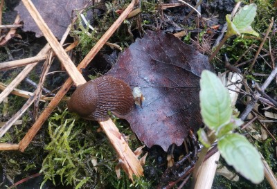 Slug noactive, Natural protected area, Tammisaari, Photocredi: Dmitrii Plekhanov