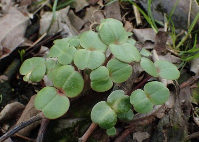 Balsamin_babies_leaves