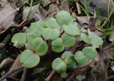 Photo: Krzysztof Ziarnek, Kenraiz, commons.wikimedia.org CC BY-SA 4.0 Balsamin_babies_leaves
