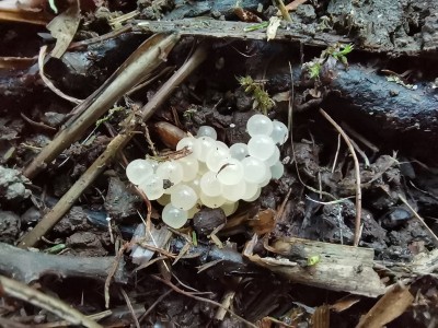 Slugs eggs, Fiskars, Finland, Photo credits: Dmitrii Plekhanov