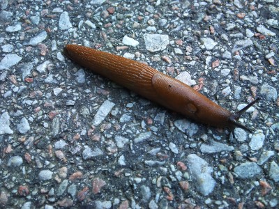 Slug road