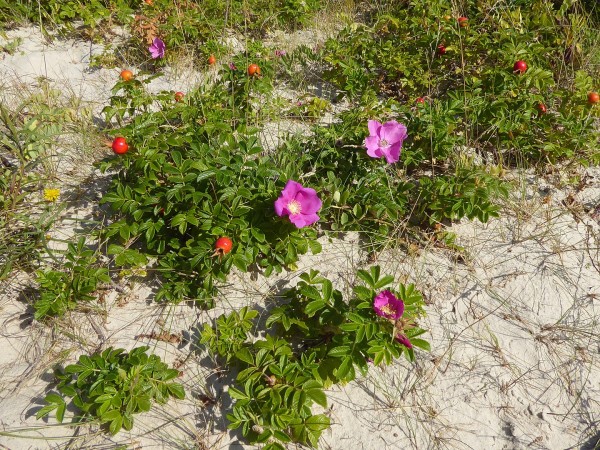 Rosa Rugosa young