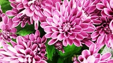 croppedimage240150 dimission 2