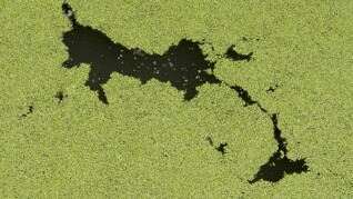 algae 112356 340