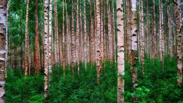 birch trees 301918 1920