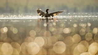bird 1867066 340