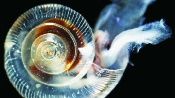 resizedimage600521 dissolvingpteropod