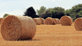 straw role 3537485 340