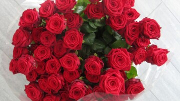 rosor roda novia dimisson