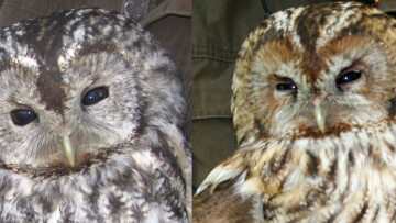 Två kattugglor brevid varandra