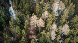 Unsplash skog