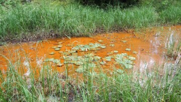 rostfärgat vatten i dike