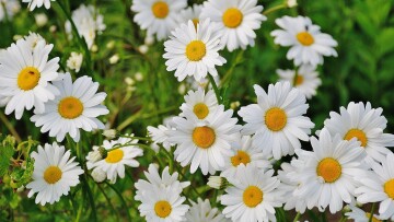 sommarblommor