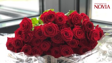 rosor dimission novia4