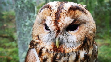 Brown Tawny Owl