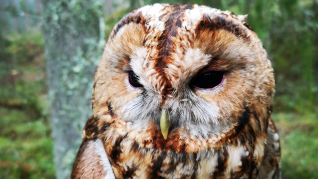 Brown Tawny Owl