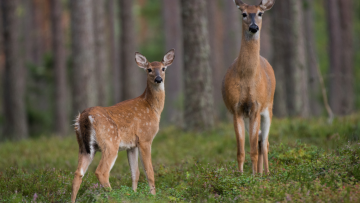 Två rådjur_Foto Mikael Wikström