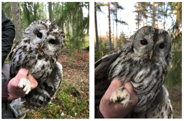 Tawny Owls Being Held by Researcher (Photo Provided by Chiara Morosinotto) Two photos of Tawny Owls Being Held by Researcher