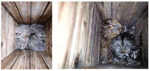 Tawny Owls and Owlets in Their Nests (Photo Provided by Chiara Morosinotto) Tawny Owls and Owlets in Their Nests