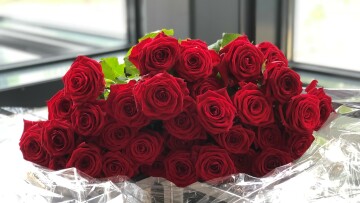 rosor dimission novia2