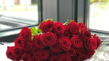 rosor dimission novia2