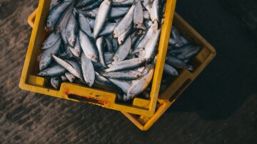 Fish_unsplash