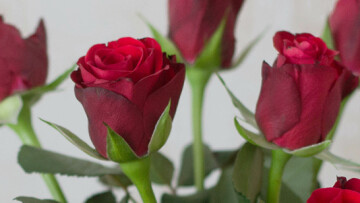 dimission rosor webb