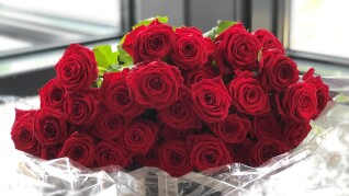 rosor dimission novia mira