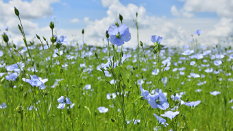 Linblommor