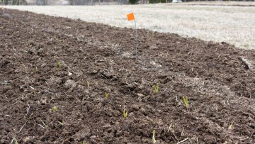 Lil Nagles Open Weekend 20th May