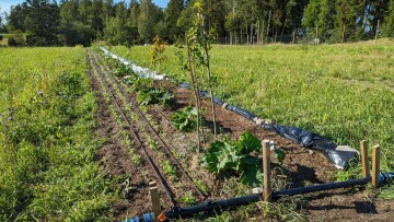 Lil Nagles Open Day August