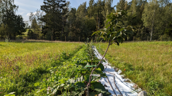 Lill-Nägels Agroforestry September Open Day