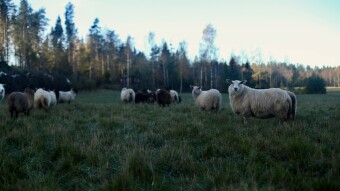Far i Finland