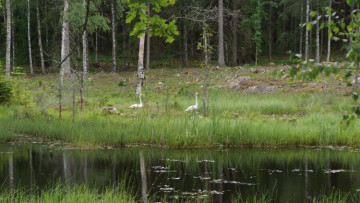 svanar vid vatten Maria Munch Pihlgren