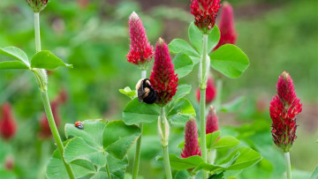 Bumblebees Crimson clover JSF