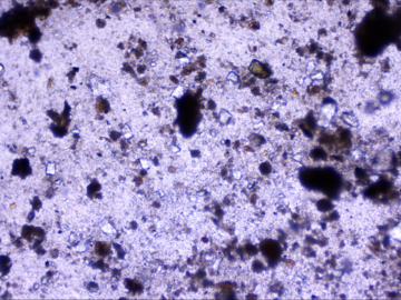 7 Soil Plant Analysis.Thumbnail