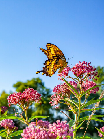 AdobeStock 216691040