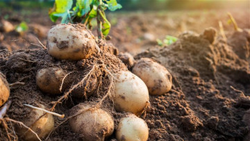 Potatis i en åker