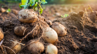 Potatis i en åker