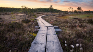 Myr Torronsuo National park
